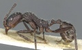 Aphaenogaster depilis casent0913111 p 1 high.jpg