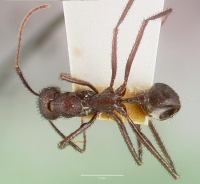 Aphaenogaster lustrans castype06885 dorsal 1.jpg