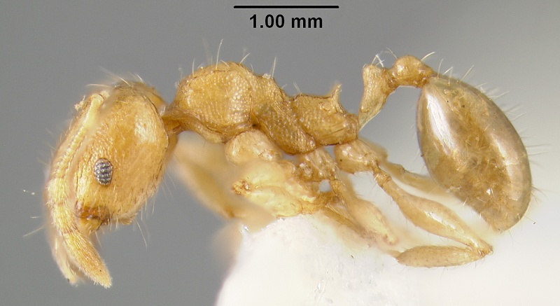 File:MCZ-ENT00300141 Pheidole aana hal.jpg