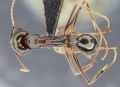 MCZ ENT Odontomachus troglodytes 001 had.jpg