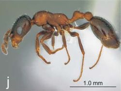 Nesomyrmex vannoorti P.jpg