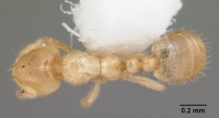 Solenopsis pergandei casent0104506 dorsal 1.jpg