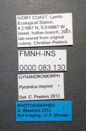 Strumigenys maynei fmnhins0000083130 l 1 high.jpg