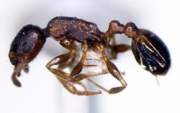 Temnothorax leimu side (www.niaes.affrc.go.jp).jpg