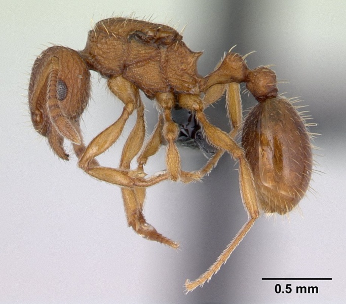 File:Tetramorium delagoense casent0133479 profile 1.jpg