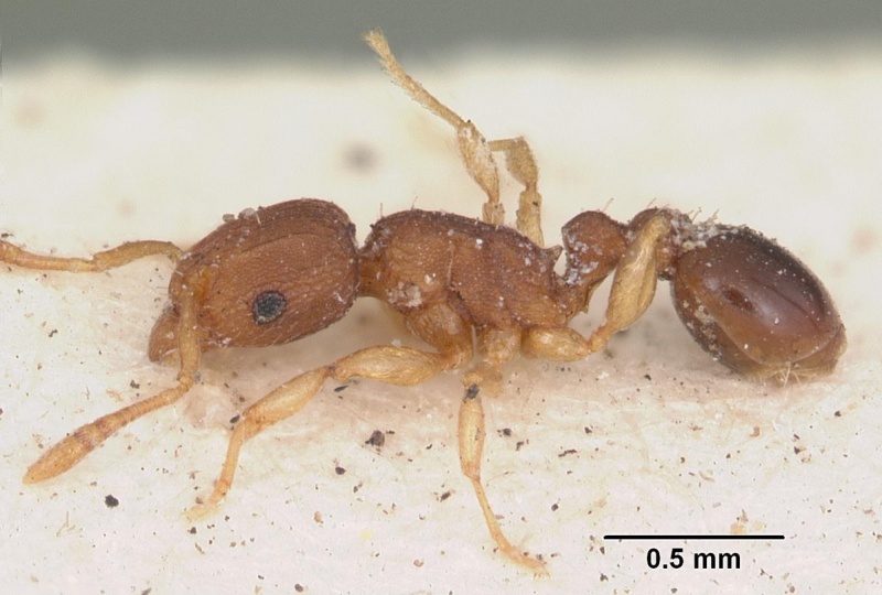 File:Tetramorium simillimum casent0102937 profile 1.jpg