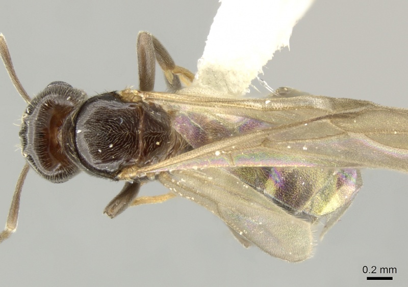 File:Brachymyrmex coactus inbiocri001280743 d 1 high.jpg