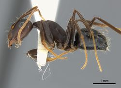 Camponotus acvapimensis casent0217601 p 1 high.jpg