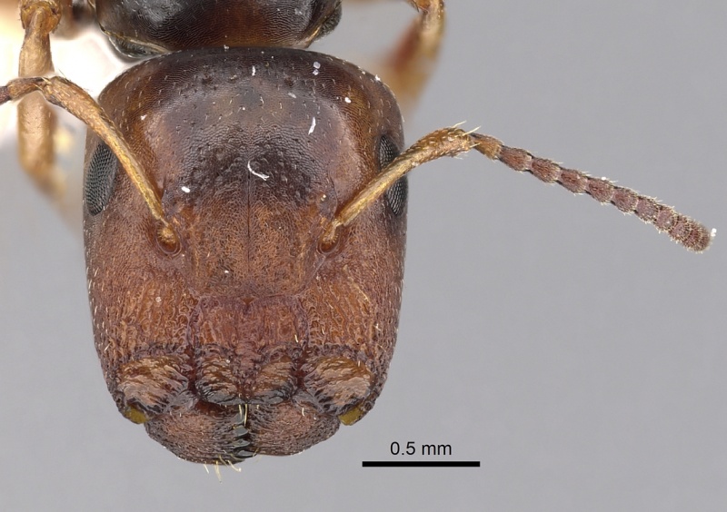 File:Camponotus rufifrons casent0280244 h 1 high.jpg