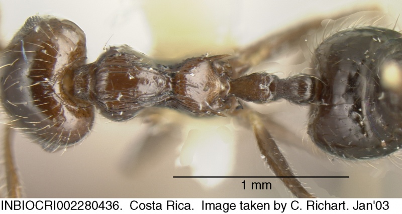 File:Crematogaster carinata inbiocri002280436 d 1 high.jpg