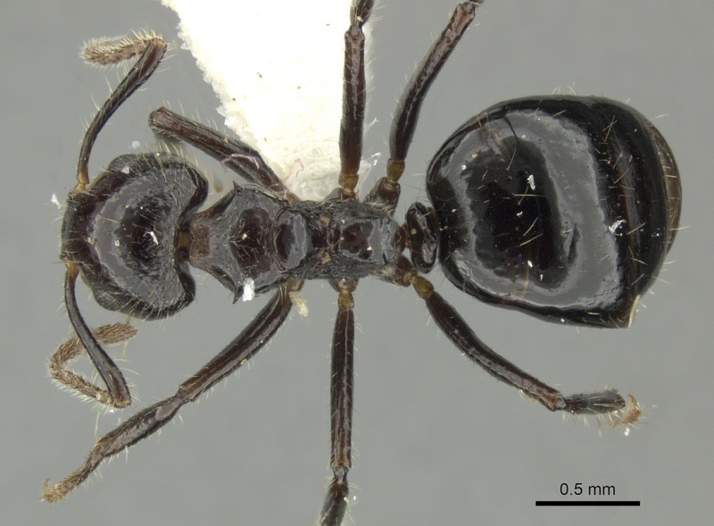 File:Dolichoderus inermis jtlc000001355 d 1 high.jpg