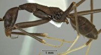 Leptomyrmex niger side view