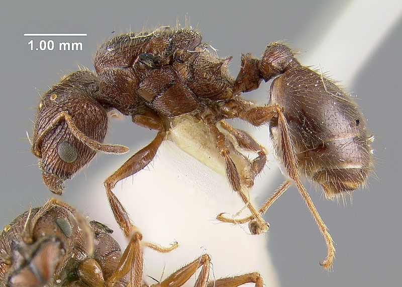 File:MCZ-ENT00020662 Pheidole nodus var praevexata hal.jpg