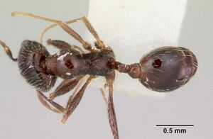 Pheidole macclendoni casent0103474 dorsal 1.jpg