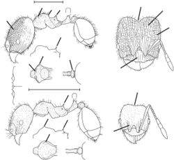 Pheidole obtusopilosa Wilson 2003.jpg