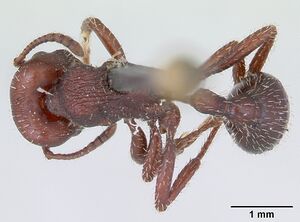 Pogonomyrmex uruguayensis casent0173373 dorsal 1.jpg