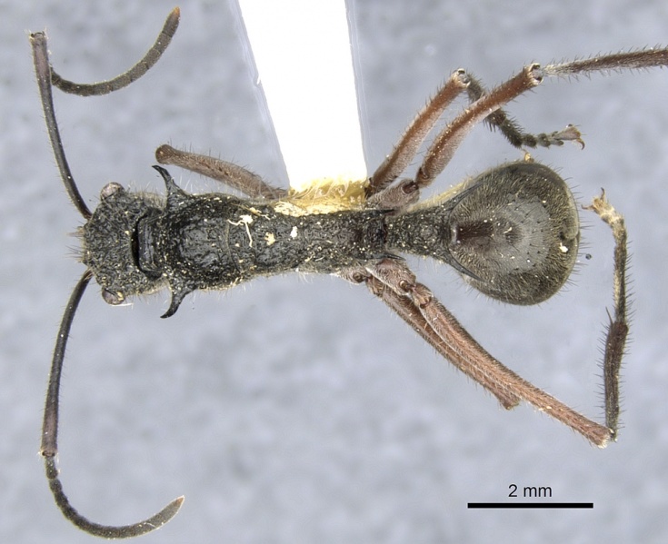 File:Polyrhachis bubastes casent0903365 d 1 high.jpg