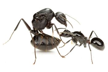 Polyrhachis lamellidens and Camponotus japonicus queens, Taku Shimada (1).jpg