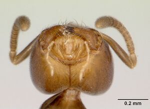 Aptinoma antongil casent0489161 head 2.jpg