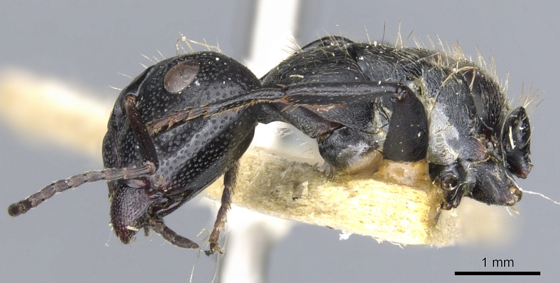 File:Camponotus lamborni casent0903489 p 1 high.jpg