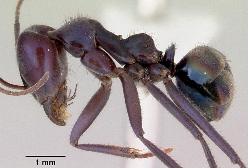 File:Iridomyrmex lividus w2side CAS0172041-Antwiki.jpg