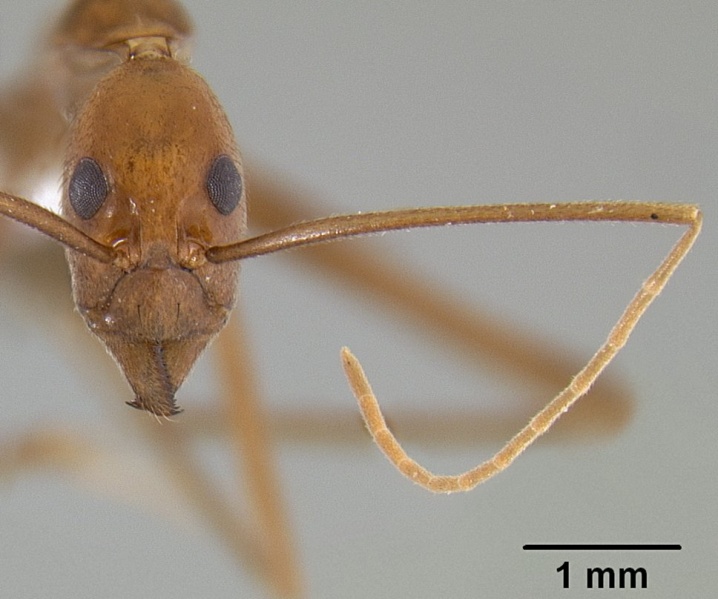 File:Leptomyrmex puberulus casent0127025 head 2.jpg