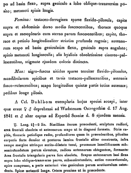 File:Nylanderia 1846 scabrinodis 931.png