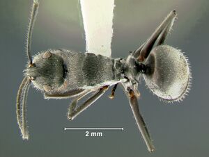 Polyrhachis-pubescensD2x.jpg