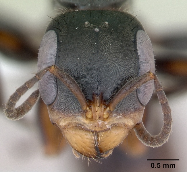 File:Pseudomyrmex gracilis casent0173762 head 1.jpg