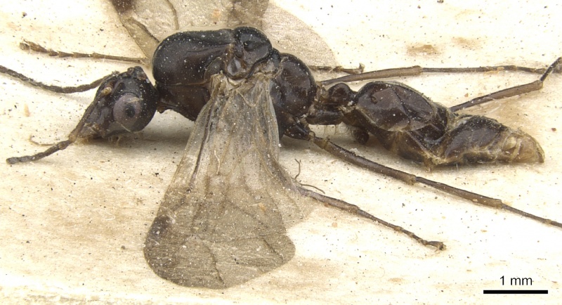 File:Camponotus ostiarius casent0903507 p 1 high.jpg