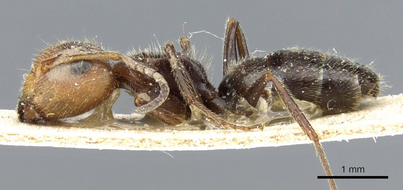 File:Camponotus pittieri casent0905517 p 1 high.jpg