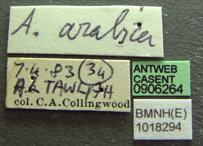 File:Lepisiota arabica casent0906264 l 1 high.jpg