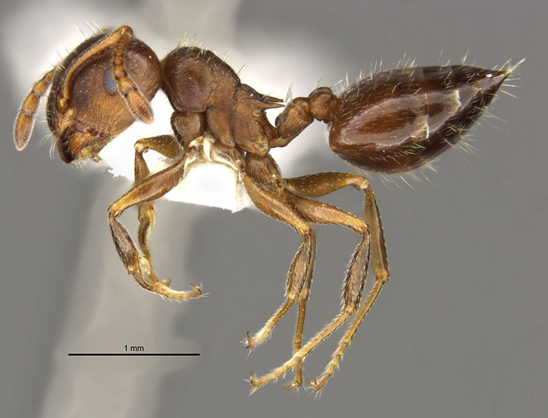 File:MCZ-ENT00586646 Crematogaster punctulata hal.jpg