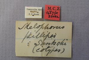 Melophorus turneri syntype (pillipes) labels MCZC 00023032.JPG