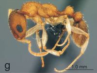 Nesomyrmex antoinetteae P.jpg