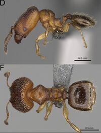 Pheidole fisaka F79df.jpg