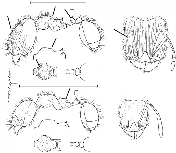 File:Pheidole kuna Wilson 2003.jpg