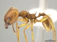 Pheidole savegre CASENT0646332 p.jpg