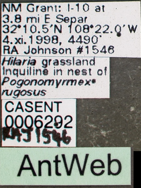 File:Pogonomyrmex anergismus casent0006292 label 1.jpg