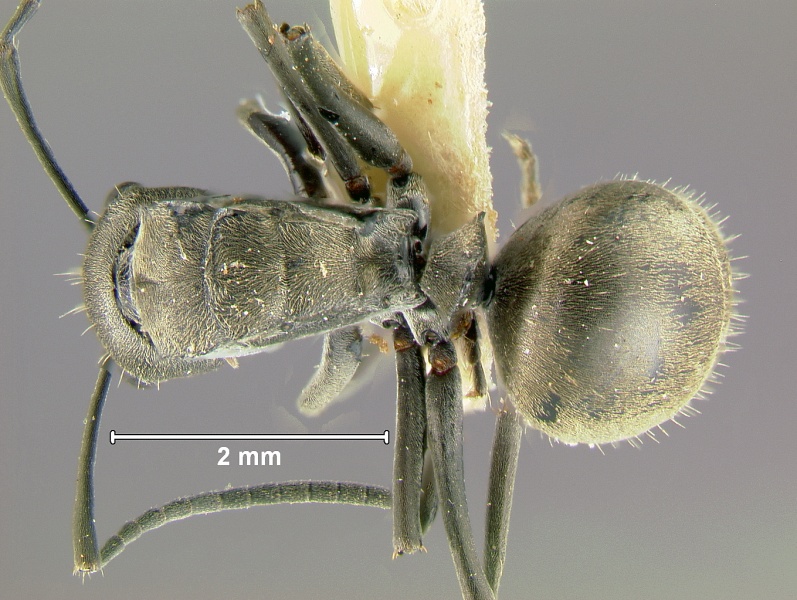 File:Polyrhachis-zopyraD2.5x.jpg