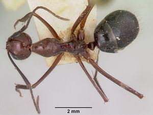 Camponotus imitator casent0101365 dorsal 1.jpg