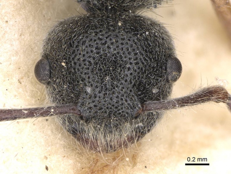 File:Echinopla turneri casent0906845 h 1 high.jpg