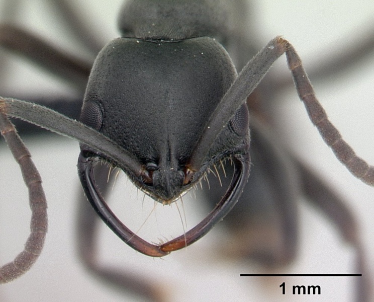 File:Leptogenys falcigera casent0132806 head 1.jpg