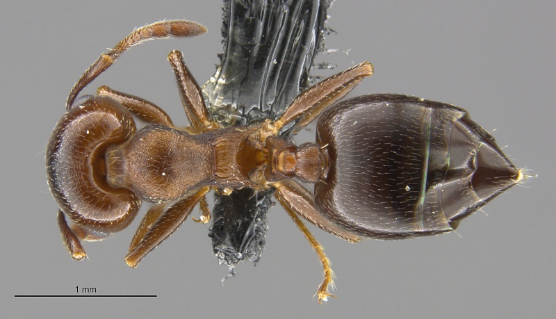 File:MCZ-ENT00671965 Crematogaster larreae had.jpg