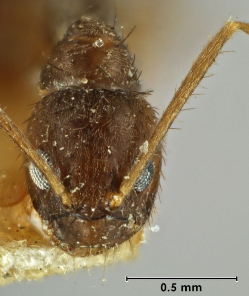 File:Nylanderia bourbonica paralectotype MCZC head 63-Antwiki.jpg