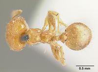 Pheidole bilimeki casent0601281 dorsal 1.jpg