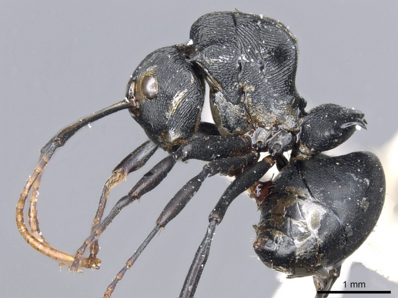 File:Polyrhachis latharis casent0903460 p 1 high.jpg