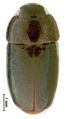 Samiriamorpha grace 7710.jpg