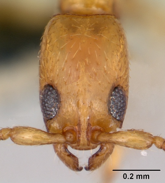 File:Simopone conciliatrix casent0172777 head 1.jpg