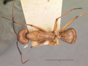Camponotus cervicalis casent0101779 dorsal 1.jpg